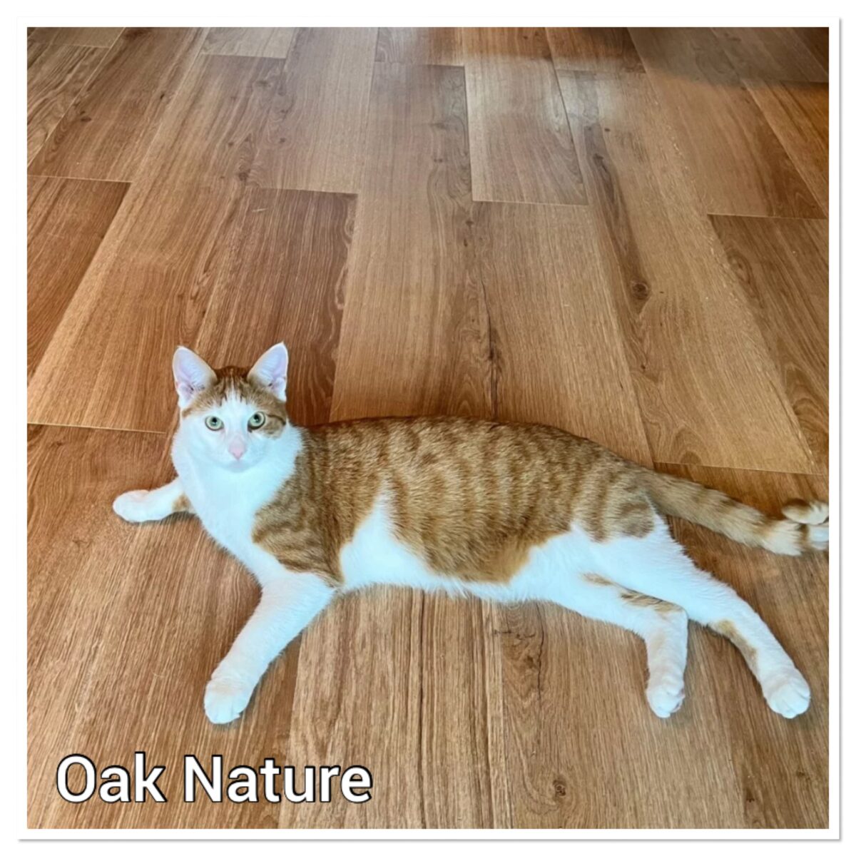 Oak Nature houtlook kurkvloer