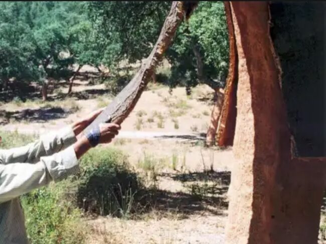 Schors van de kurkeik halen