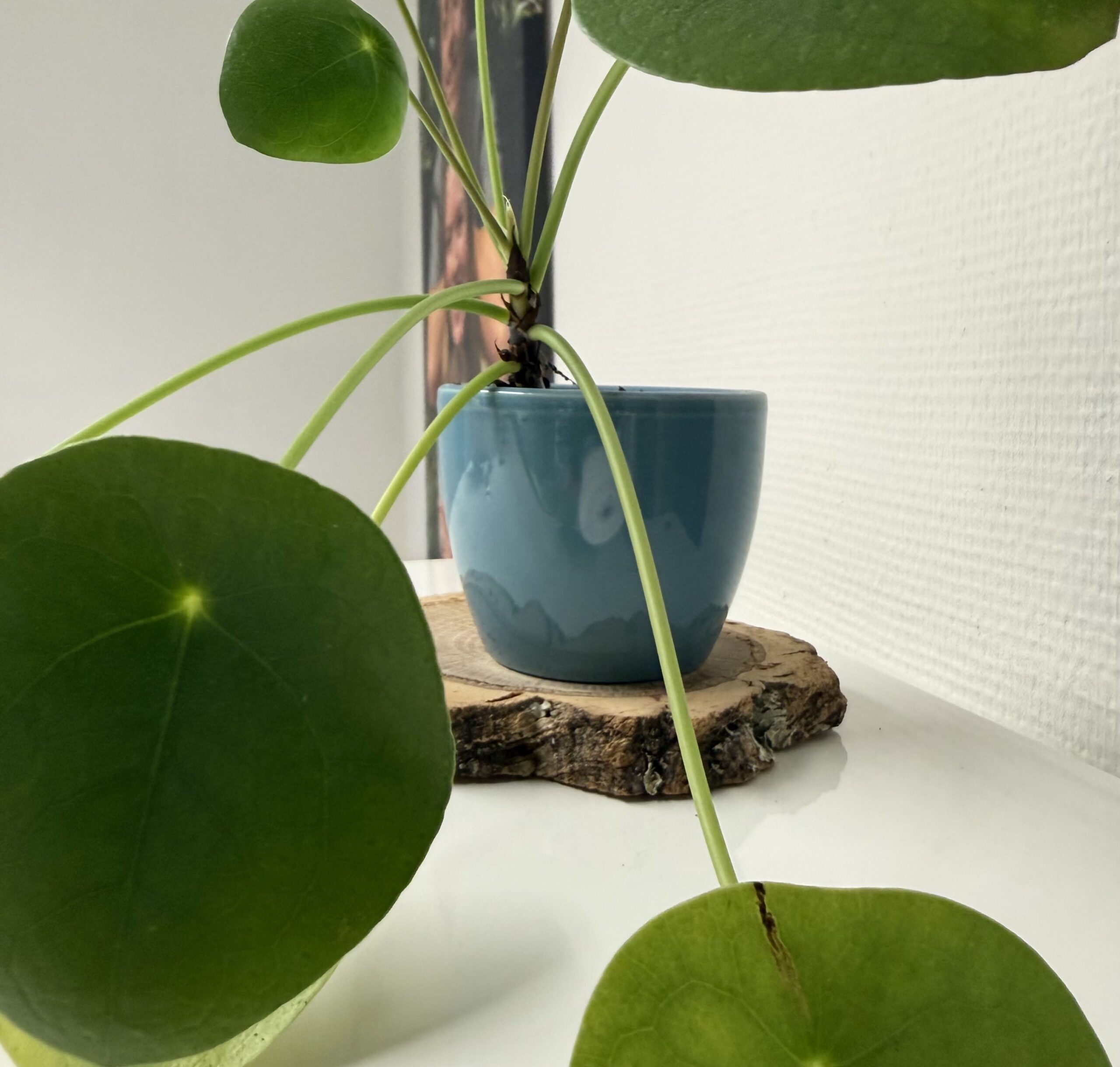 2 Puur Natuur onderzetters - Afbeelding 3