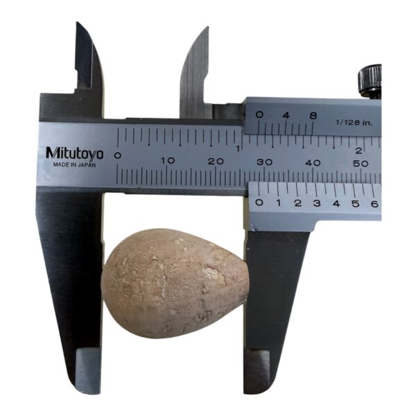 Kurk dobber / Kraal
